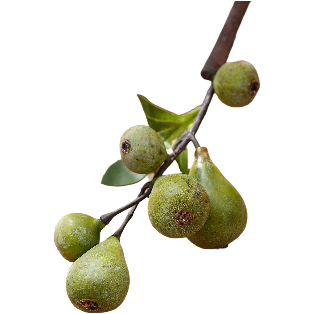 Solusi Dekoratif: Bunga Buah A - Wedding Solution ulasan dan harga